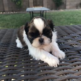 Shih Tzu Puppies from Willow Lane Shih Tzus