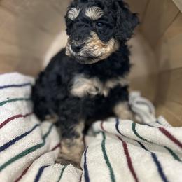 Phantom girl - Phantom female Bernedoodle puppy in Grant, Michigan from Jules’ Bernedoodles