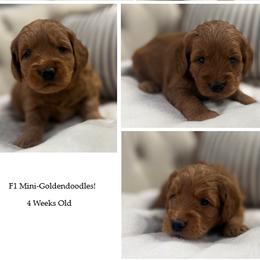 Girl 2 Selection - Red  female Goldendoodle puppy in Pleasant Hill, Iowa from Harvest Creek