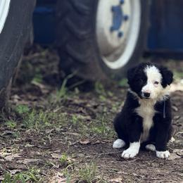 Lachlan - Black and white male Border Collie puppy in Paris, Texas from Broadmoor Farm