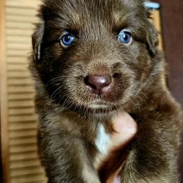 Ferrero - Red tri-color male Australian Shepherd puppy in Fultonville, New York from Sandy Aussies & Pomeranians