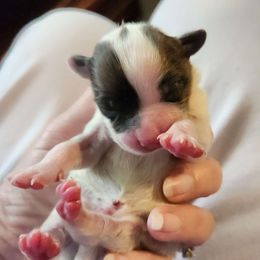 King Louis - Black brown and white Papillon puppy in Spokane Valley, Washington from D and T's Papillons