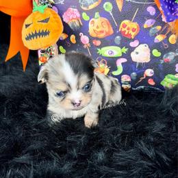 Foxy - Merle male Chihuahua puppy in Anderson, South Carolina from Lil Treasures Chihuahuas