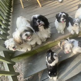 Companion Cross Puppies from Puppies Full of Love