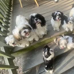 Companion Cross Puppies from Puppies Full of Love