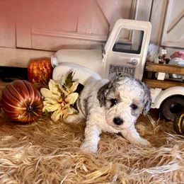 Rayne - Merle female Goldendoodle puppy in North Branch, Michigan from Graceful Miniature Goldendoodles