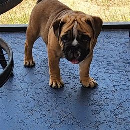 Bulldog Puppies from Adorable Bulldogs