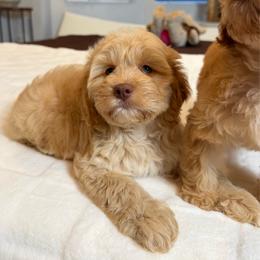 Zeke - Red and white male Cockapoo puppy in Queens, New York from The 2 Musketeers_Cockapoos
