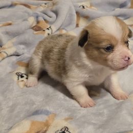 Boy 3 - Sable merle and white male American Corgi puppy in Tallahassee, Florida from Koko's Korgis