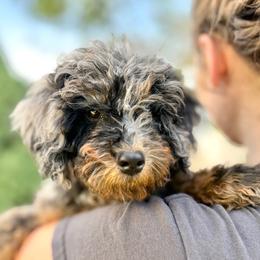 Sneezy - Merle male Bernedoodle puppy in Highland, Utah from Angel Pups Deluxe