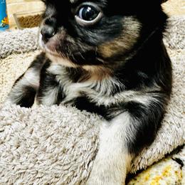 Sammy - Black and tan male Chihuahua puppy in Corpus Christi, Texas from Doubletake Chihuahuas