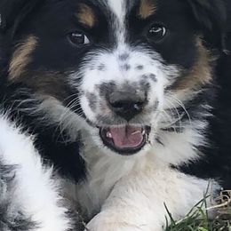 Australian Shepherds, Miniature Australian Shepherds, and Toy Australian Shepherds from Crazy Acres Aussies