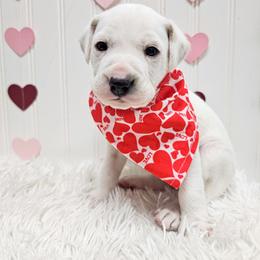Zeus (lemon short coat) - White and lemon male Dalmatian puppy in Gray, Georgia from Fuller Spots