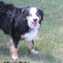 Lacey - Miniature Australian Shepherd