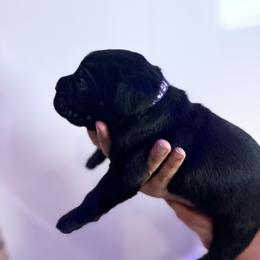 Purple - Black female Cane Corso puppy in Sullivan, Missouri from Midwest Cane Corso in Action