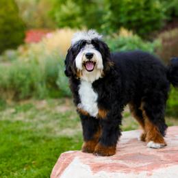 Aussiedoodle, Australian Mountain Doodle, and Bernedoodle All Grown Up from Cottonwood Creek Doodles