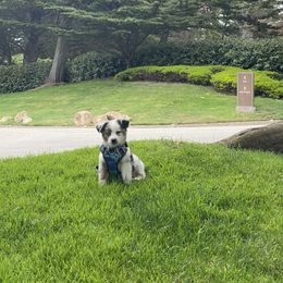 Miniature Australian Shepherd Puppies from Amberwood DD Aussies