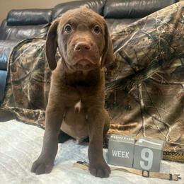 White Dot - Brown male Chesapeake Bay Retriever puppy in Wisconsin Dells, Wisconsin from Kilbourn Chesapeakes