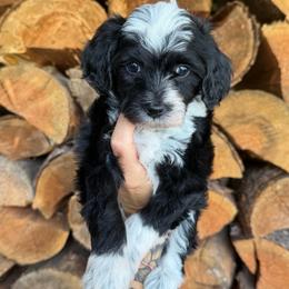 Chai - Black female Double Doodle puppy in Horseshoe Bend, Idaho from Over the Moon Poodles and Doodles