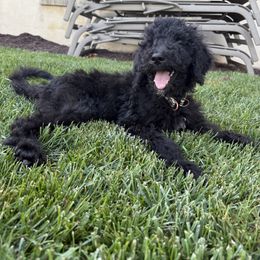 Holly - Black female Sheepadoodle puppy in Lancaster, Pennsylvania from Bitler Family Puppies