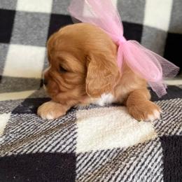 Cavalier King Charles Spaniel Puppies from Strawberry Hill Cavaliers