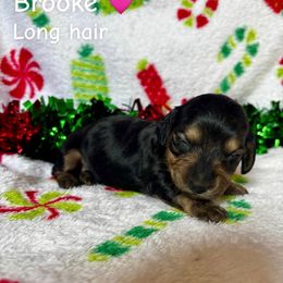 Brooke - Black and tan female Dachshund puppy in Aiken, South Carolina from State Eight Dachshunds