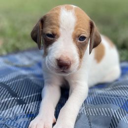 Boy 2 - American Foxhound puppy in Waxhaw, North Carolina from Setting Sun Kennel