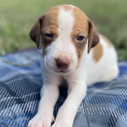 Boy 2 - American Foxhound puppy in Waxhaw, North Carolina from Setting Sun Kennel