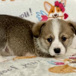 Lariat - Red male Pembroke Welsh Corgi puppy in Woodland, Washington from MB Acres Corgis