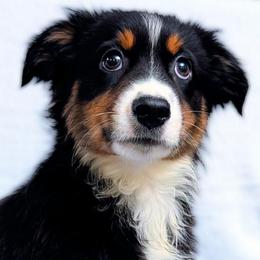 Chelsea - Black tri female Miniature Australian Shepherd puppy in Punta Gorda, Florida from Christie's Creekside Aussies