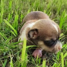 Merry - Chocolate sabled fawn male Chihuahua puppy in Weatherford, Texas from Small and Mighty Chihuahuas