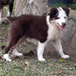Rocky - Red tri male Miniature Australian Shepherd puppy in Hokes Bluff, Alabama from Alegria Toy Aussies