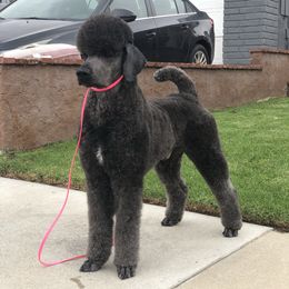 Linq - Poodle