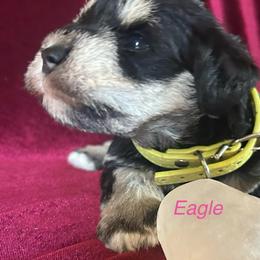 Eagle-Girl  3 - Black and silver female Miniature Schnauzer puppy in Granville, Ohio from Shull Mini Schnauzers