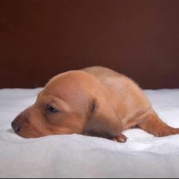 Brownie - Red male Dachshund puppy in Bakersfield, California from KC Doxies