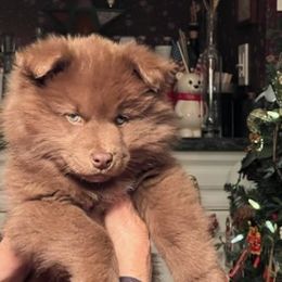 Finnish Lapphund and Leonberger Puppies from Lighthouse Lapphunds and Leos by the Sea