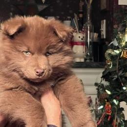 Finnish Lapphund and Leonberger Puppies from Lighthouse Lapphunds and Leos by the Sea