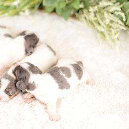 Dachshund Puppies from Tinker Toy Doxies
