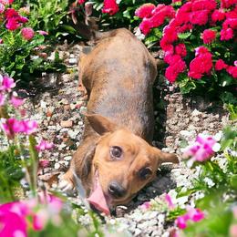 Fern - Dachshund
