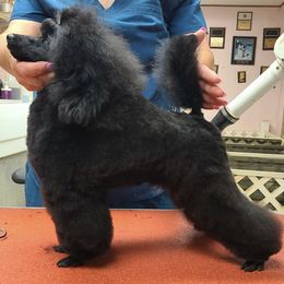 Poodles from Harten Poodles