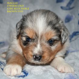 Maggie - Blue merle female Miniature Australian Shepherd puppy in Patterson, North Carolina from DreamLine Aussies