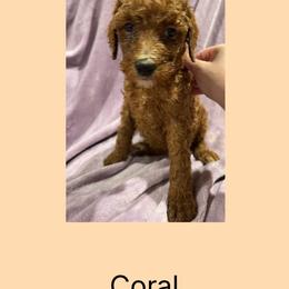 Coral - Red female Irish Doodle puppy in Harrisburg, Arkansas from Ransone’s Ridge Runners Poodles and Doodles
