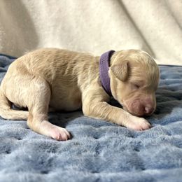 Violet - Cream female Labradoodle puppy in Watertown, Tennessee from PawfectBud