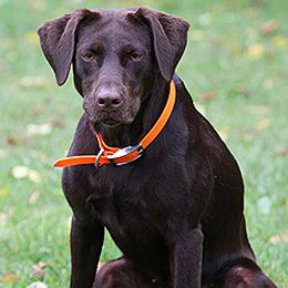 Labrador Retriever All Grown Up from Larke Lab Kennels