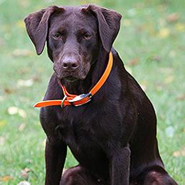Labrador Retriever All Grown Up from Larke Lab Kennels