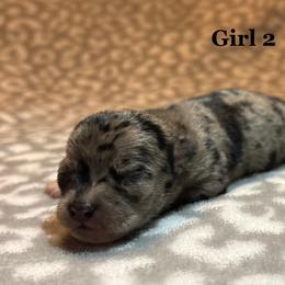 Cookie - Merle female Chihuahua puppy in Beckemeyer, Illinois from Guardian’s of the Chihuahuas