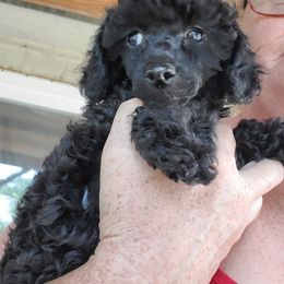 Poodle Puppies from Joanies Poodles
