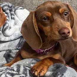Freckles - Dachshund