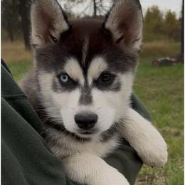 Runamok Blackjack - 21 - Wolf sable male Pomsky puppy in St. Maries, Idaho from Runamok Farm