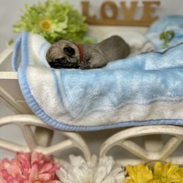 Pug Puppies from Sunny Pugs